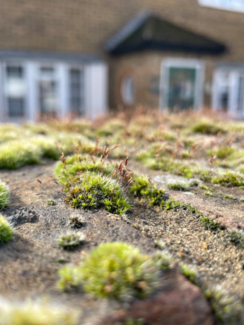 Close-up view of green moss growing on a flat, weathered rooftop surface with small brown and grey patches of dirt and organic debris. In the background, a brick house with a sloped roof and white-fra